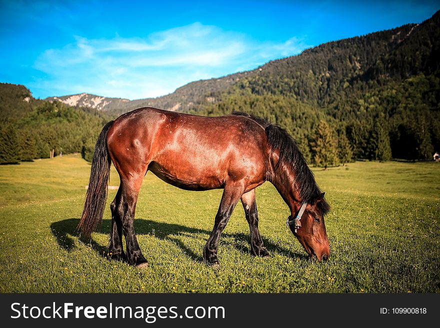 Agriculture, Animal, Photography