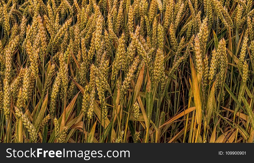 Agriculture, Cereals, Close-up