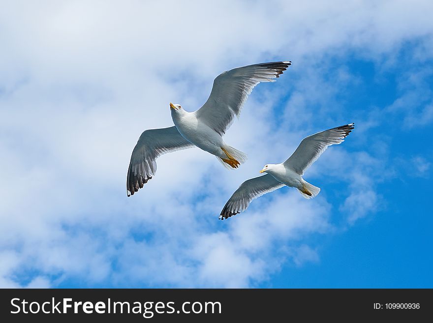 Air, Animal, Portrait