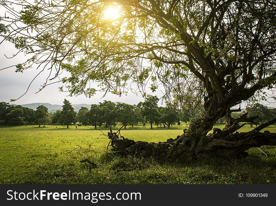 Backlight, Branches, Countryside