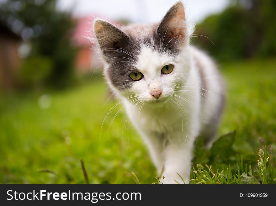 Animal, Blur, Cat