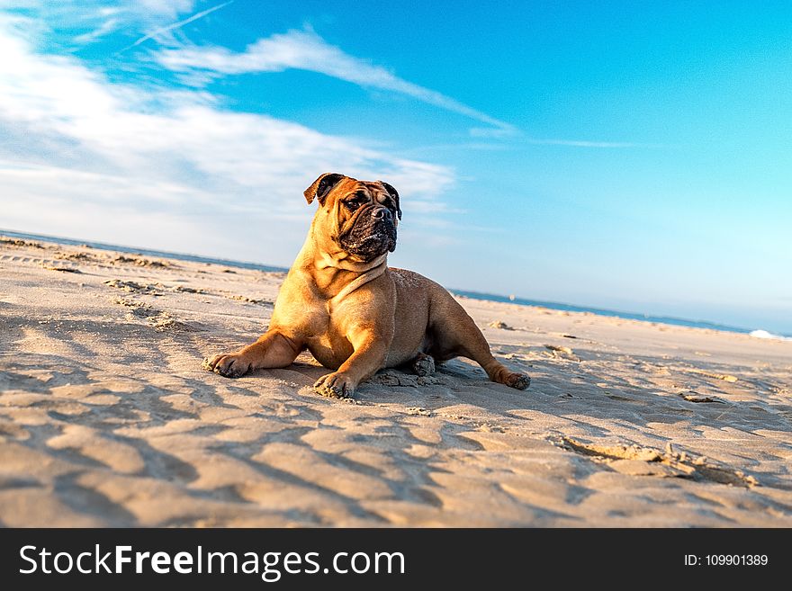 Animal, Beach, Bulldog