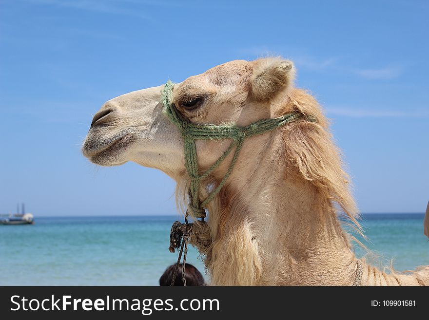 Animal, Arabian, Camel