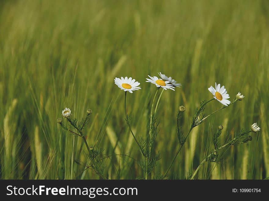 Beautiful, Blur, Buds