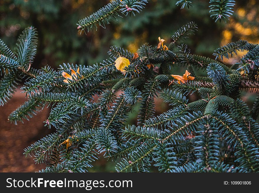 Autumn, Leaves, Blur