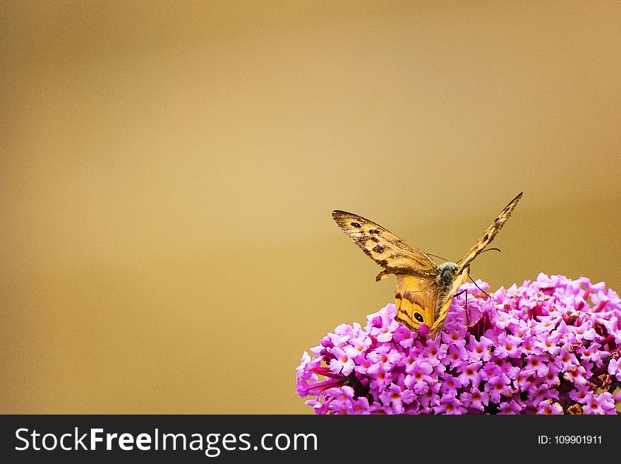 Animal, Beautiful, Flowers