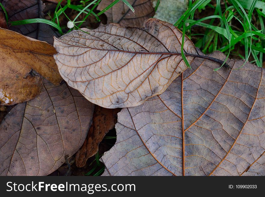 Autumn, Brown, Dry