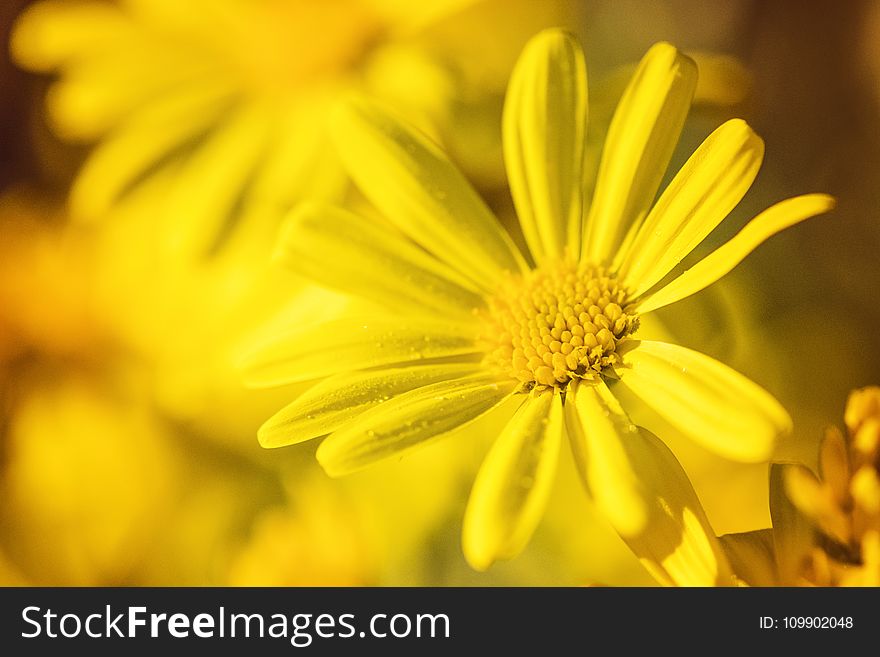 Beautiful, Flowers, Bloom