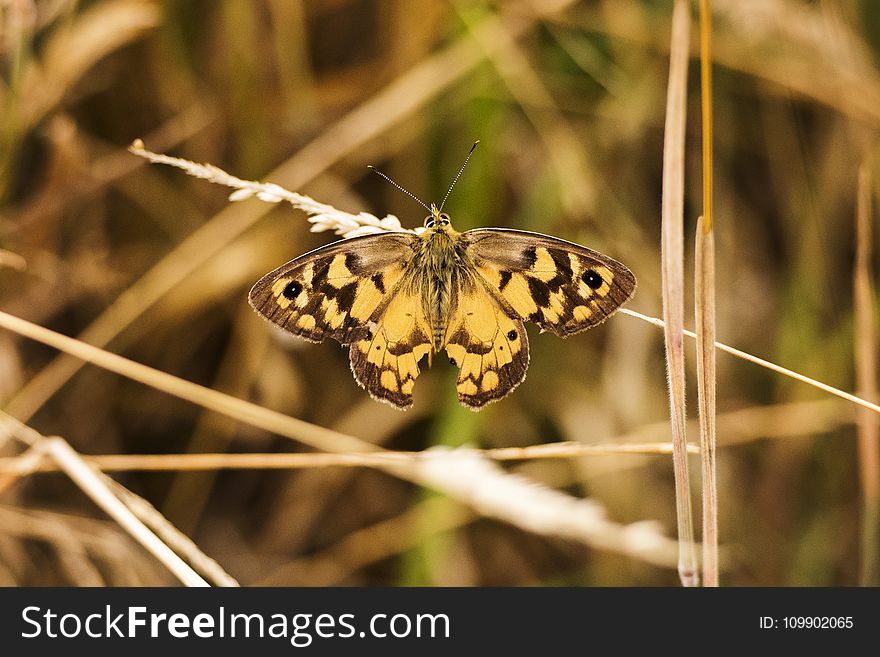 Animal, Antenna, Beautiful