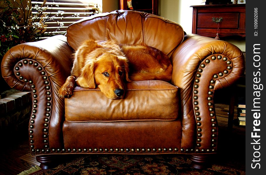 Canine, Chair, Cushion