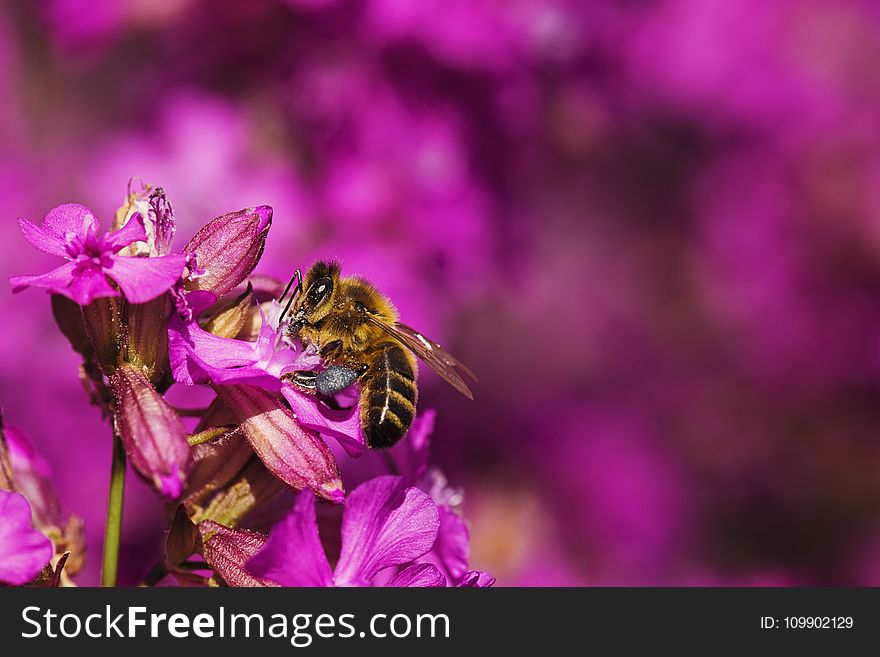 Beautiful, Flowers, Bee