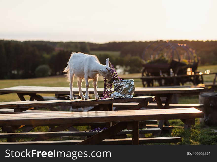 Animal, Benches, Blur