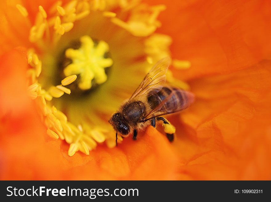 Beautiful, Flowers, Bee