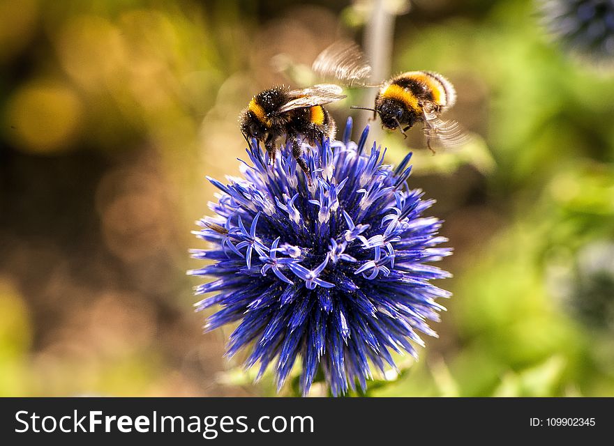 Animal, Bees, Bloom