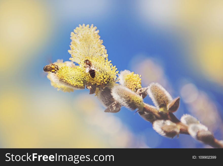 Bees, Blur, Close-up