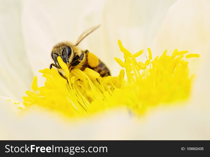 Bee, Blooming, Blossom