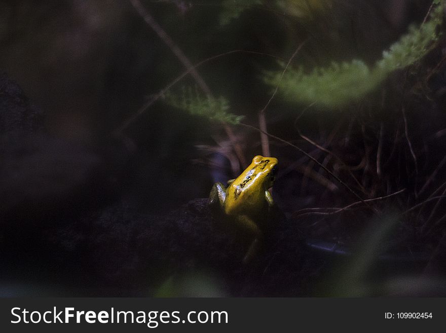 Amphibian, Animal, Photography