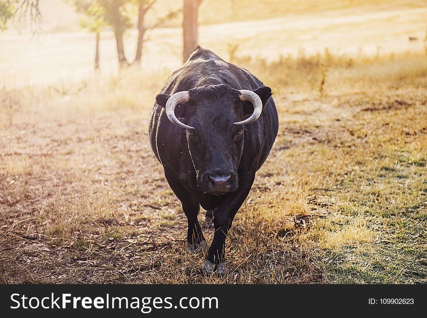 Agriculture, Animal, Cattle