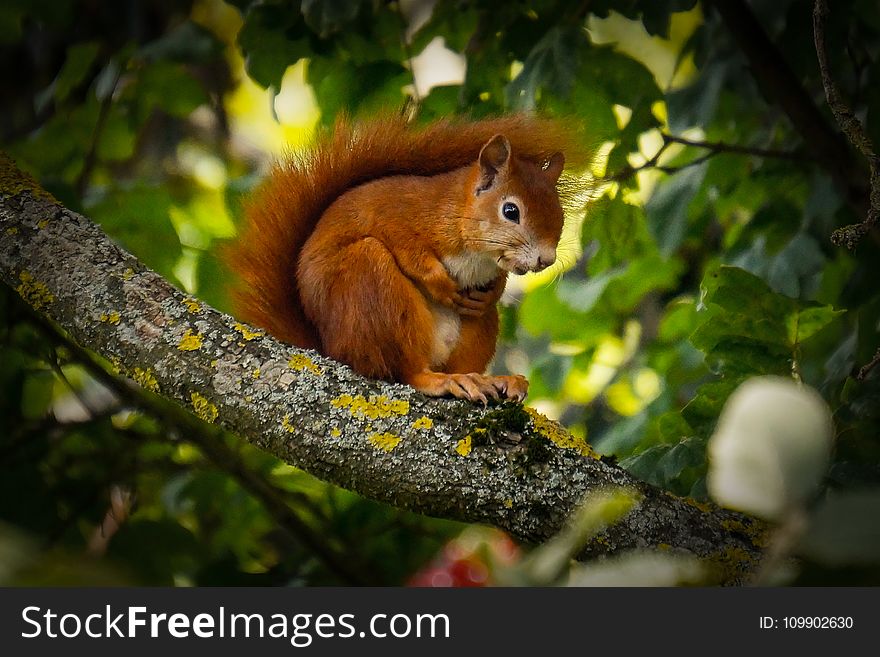 Animal, Branch, Cute