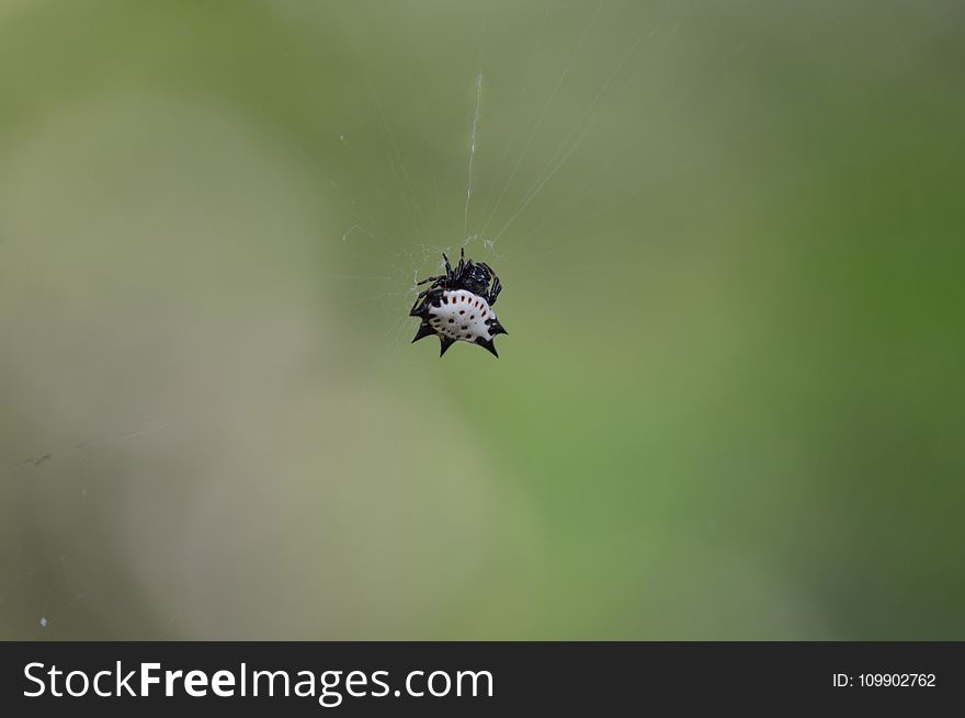 Blur, Close-up, Focus