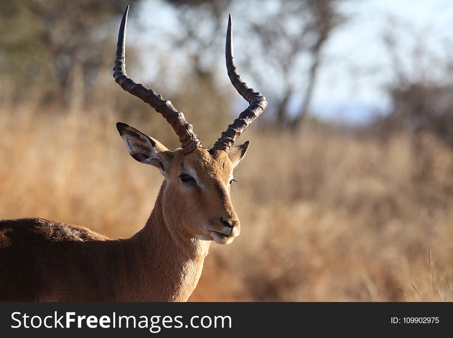 Animal, Photography, Antelope