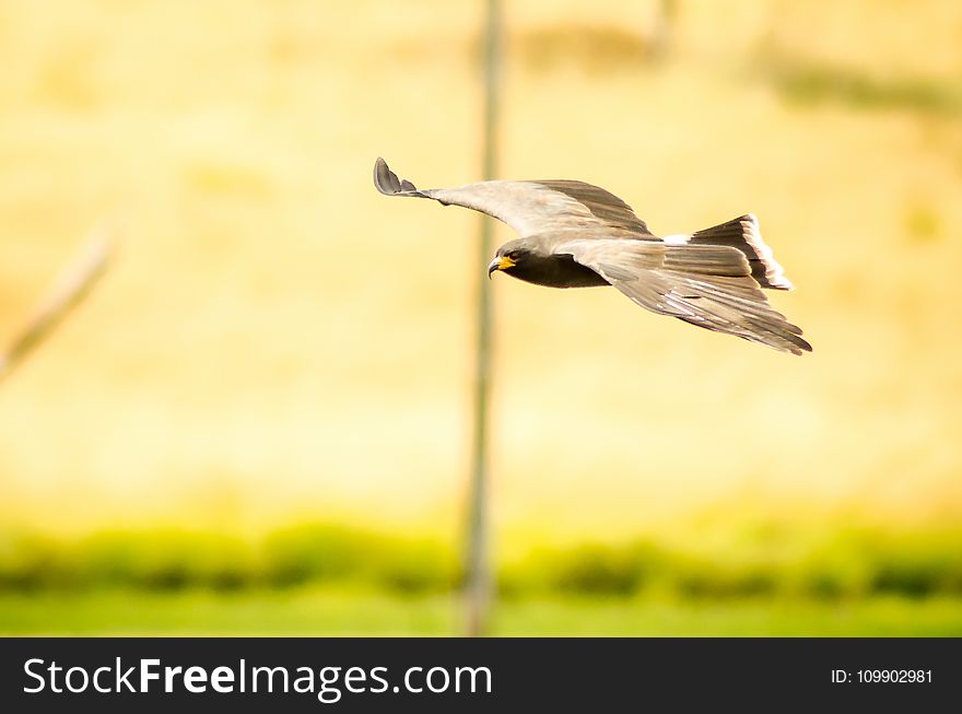 Animal, Photography, Avian