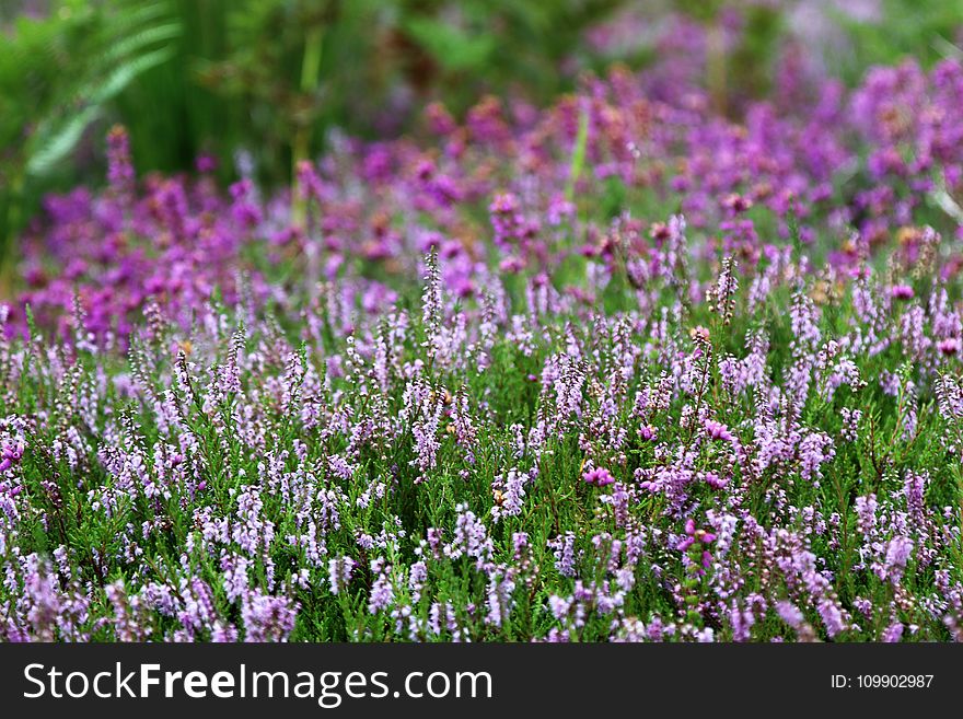 Blooming, Blur, Close-up