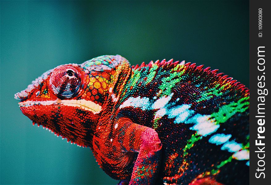 Animal, Blur, Chameleon