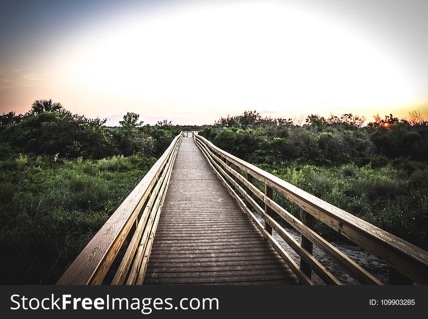 Bridge, Dawn, Daylight