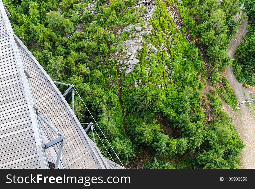 Aerial, View, Forest