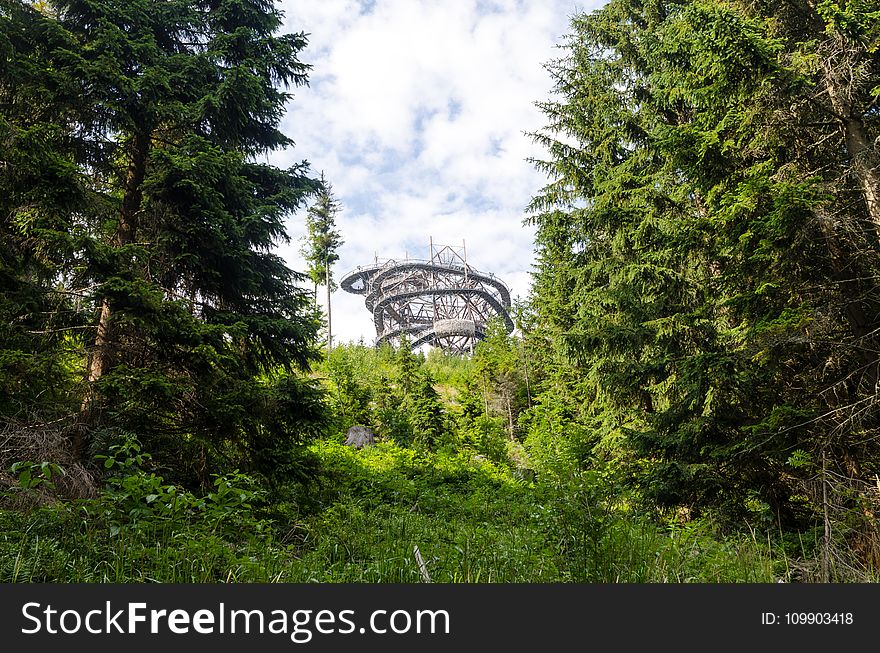 Clouds, Conifers, Environment