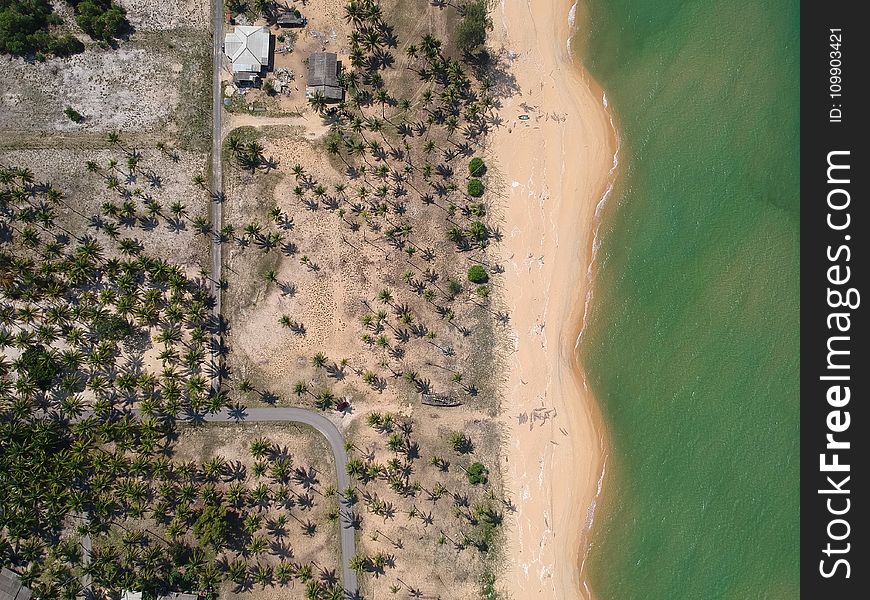 Aerial Photography of Seashore With Coconut Trees