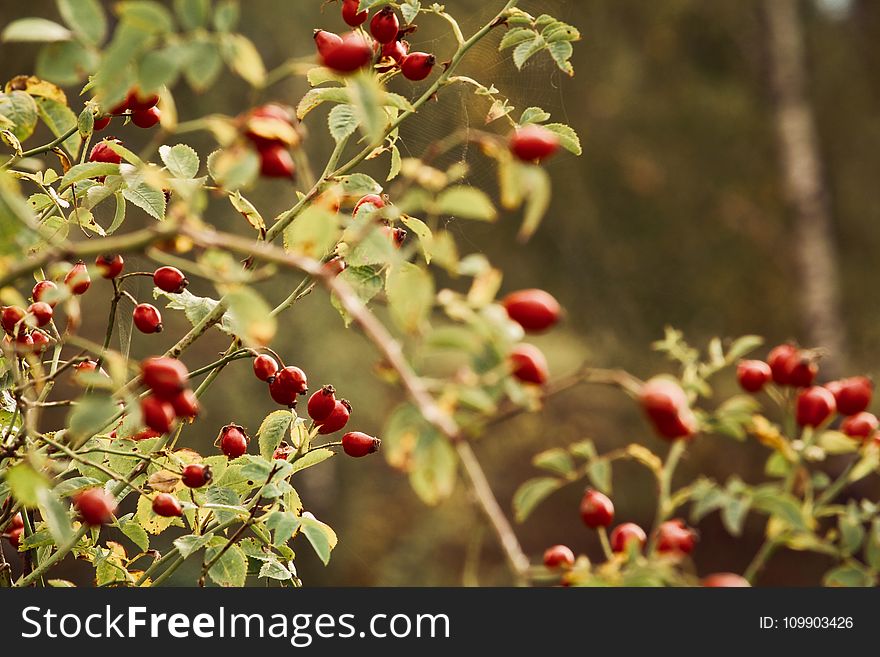 Agriculture, Berry, Branch