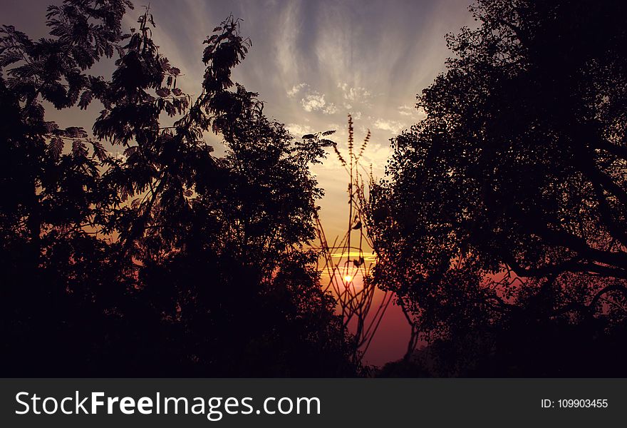 Backlit, Dark, Dawn