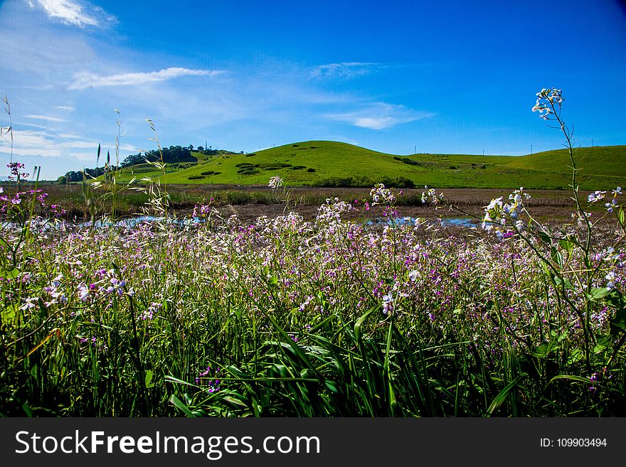 Agriculture, Bloom, Blossom