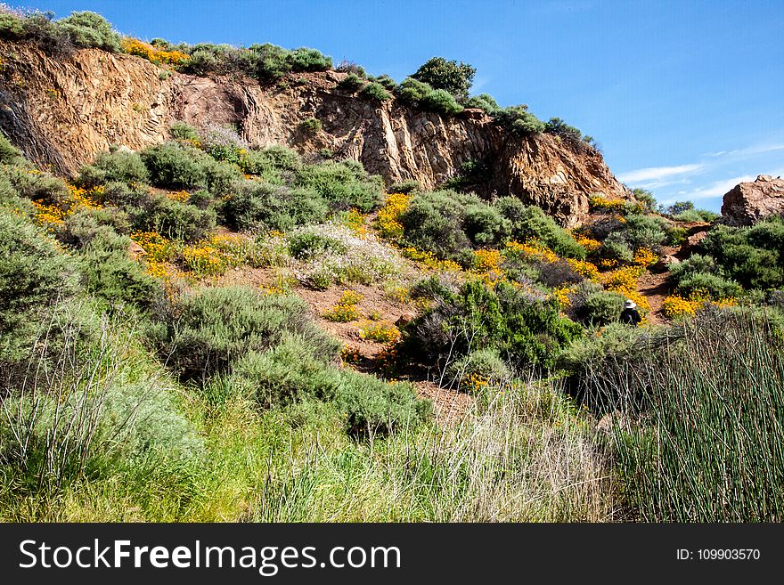 Bush, Cliff, Daylight