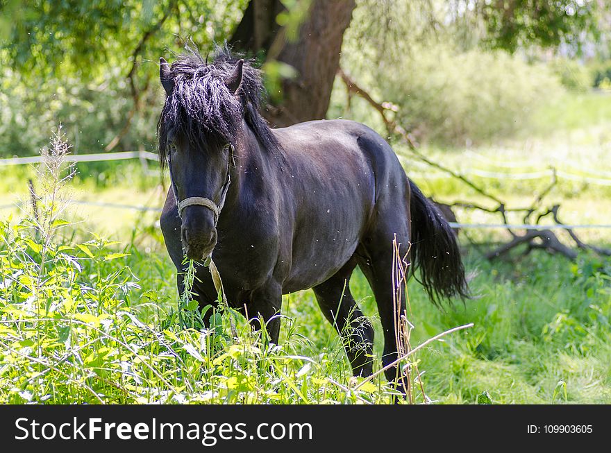 Animal, Equine, Farm