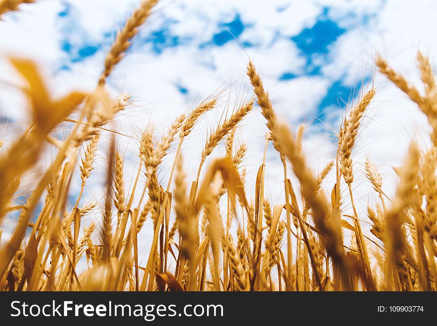 Barley, Cereal, Clouds