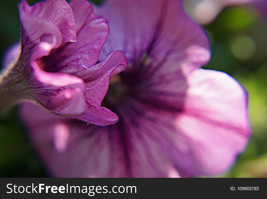 macro Photography of Malva Flower