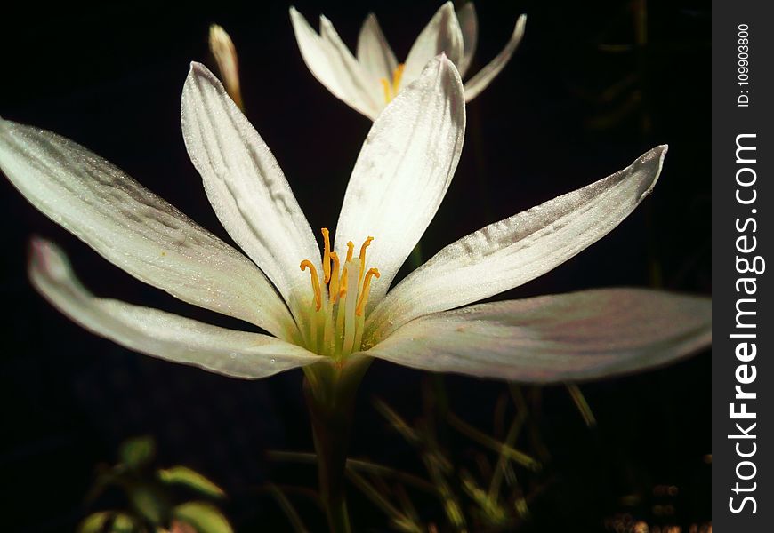 Bloom, Blossom, Close-up