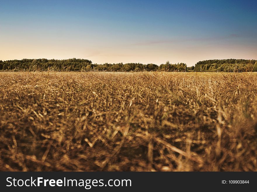 Agriculture, Cropland, Crops