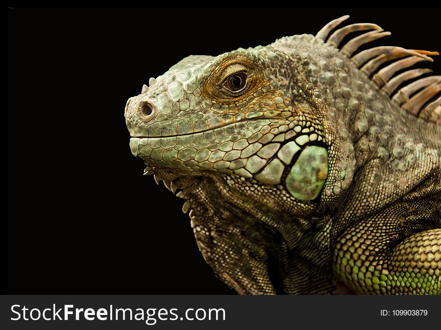 Animal, Chameleon, Close-up