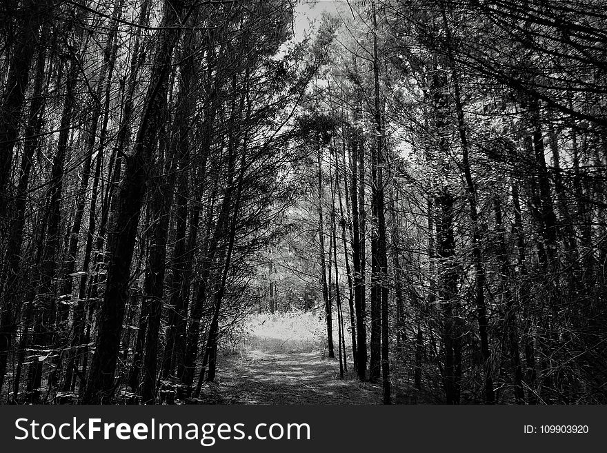 Black-and-white, Forest, Monochrome
