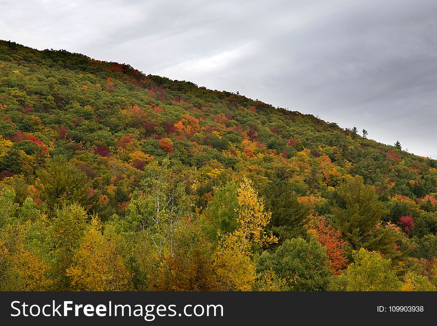 Autumn, Daylight, Fall