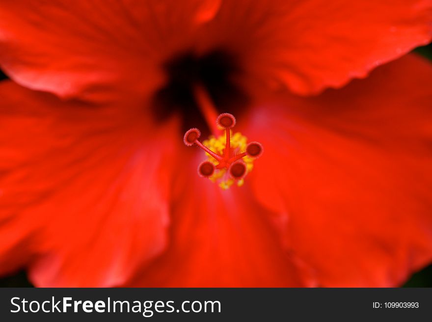 Bloom, Blossom, Close-up