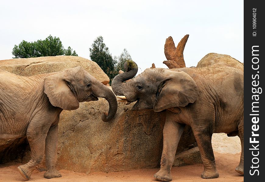 African, Elephant, Animal