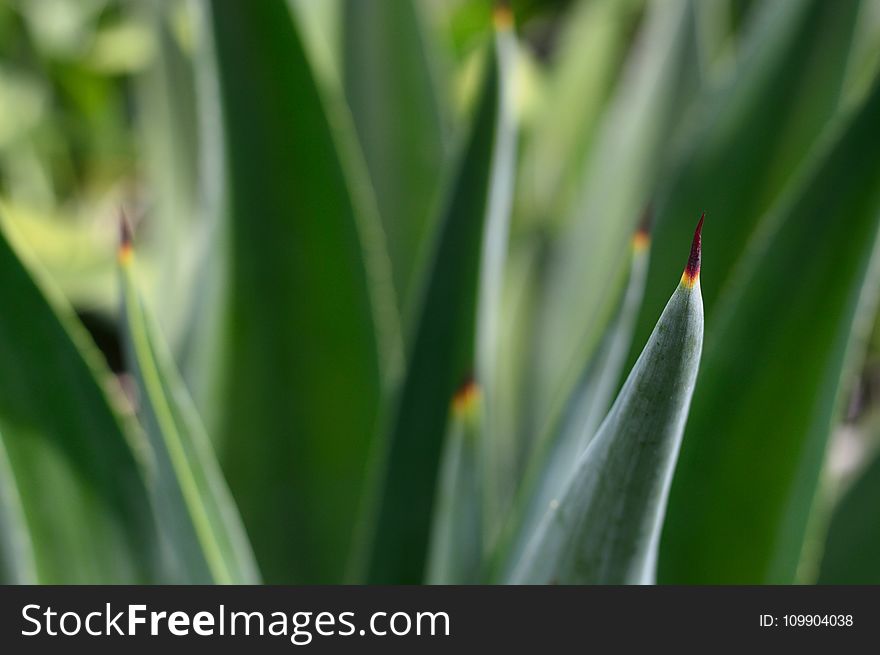 Agave, Aloe, Close-up