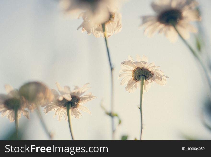 Background, Bloom, Blooming