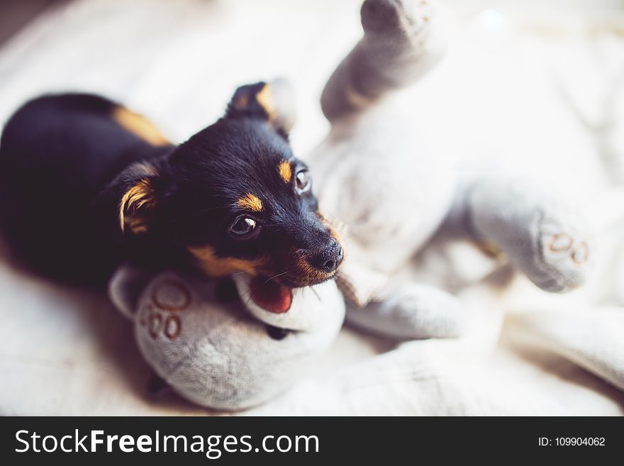 Puppy with teddy bear