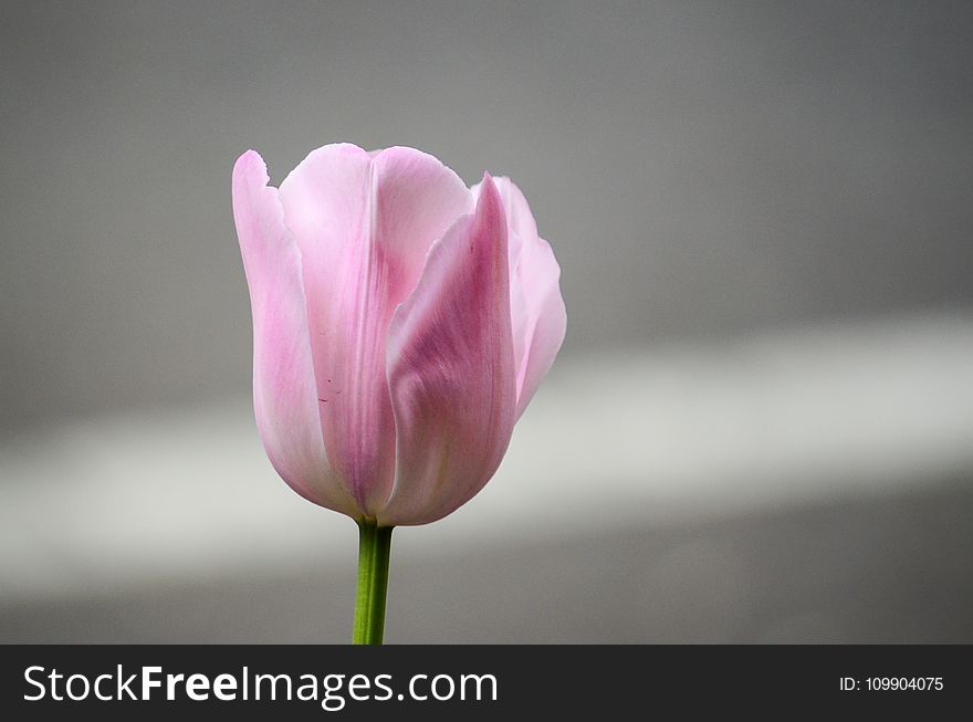 Macro Shot of Pink Tulip Flower